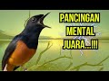 PANCINGAN MURAI BATU GACOR DALAM HITUNGAN DETIK MURAI APAPUN LANGSUNG IKUT NYAUT BUNYI GACOR