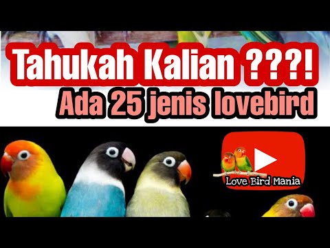 Jenis-jenis burung lovebird - kalian wajib tahu || macam varian lovebird di dunia