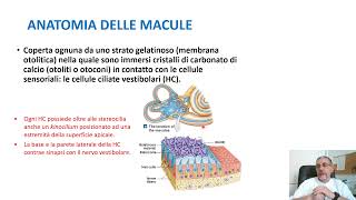 Anatomia e fisiologia del sistema vestibolare