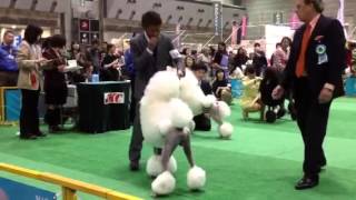 2013年4月7日 FCIジャパンインター