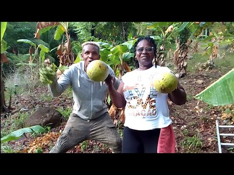 Getting some breadfruit for Dain to take back home