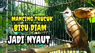 Download lagu Suara burung trucuk gacor memanggil lawan Pancingan trucuk betina memanggil jantan mp3