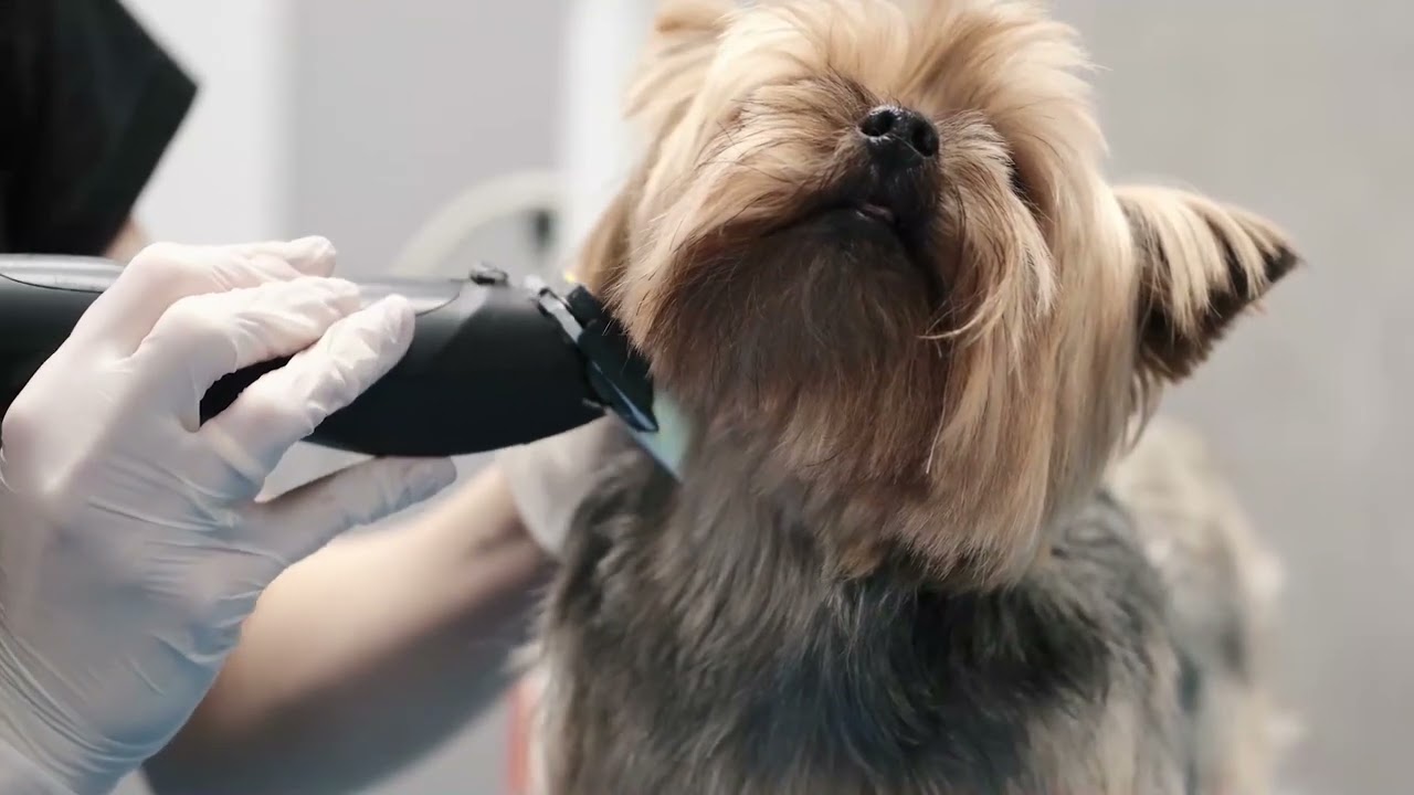 Oster Grooming Services - We are for Pets
