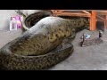 10 Animals That Ate Their Owners