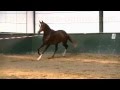Www Sporthorses Online Com 2009 Johnson Stallion SOLD