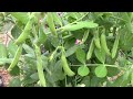How To Grow Peas In Containers - Step By Step From Planting To Harvest