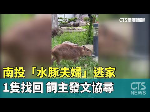 南投「水豚夫婦」逃家　1隻找回　飼主發文協尋