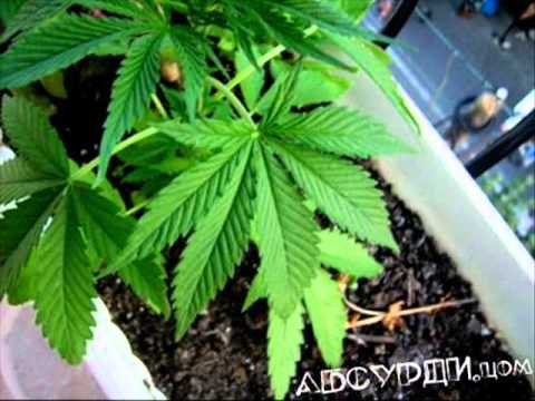 Симо - Пафкам Джон