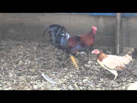 Kelso con roundhead gallinas ( Rancho El Milagro )