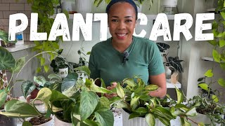 Plant care| Pothos, succulents, philodendron Verrucosum, Hoya… Moss poles and OVERDUE repotting