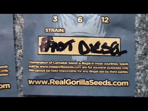 UKFN 2019 - Popping Auto's