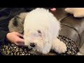 Mini Bernedoodle dogs for sale: ESME - FEMALE Mini Bernedoodle 4 - Video 2