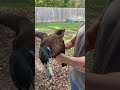 Butcher Day for the ducks #farmtotable #butcher #farmstead #homestead