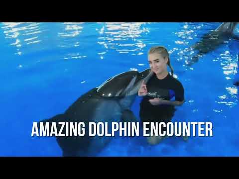 Amazing Dolphin Encounter | Swim with Dolphins | Fun Activities in Dubai