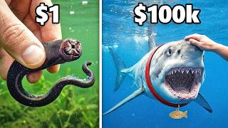 Peixe de Estimação de $1 vs. $100.000!