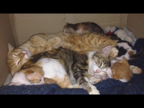 Dad Cat Sticks Around To Care For His New Family After Mom ...