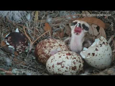 Amazing First Look At Savannah Osprey Chick During Clumsy Feeding – April 17, 2020