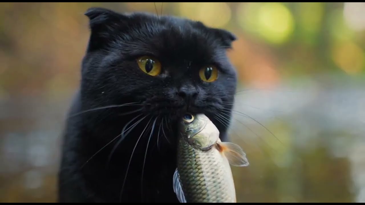 猿達との戦闘準備...Battle Preparations Part1