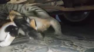 Download lagu Proses kucing berkembang biak mp3