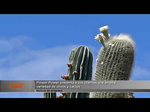 Flower Power presenta a sus clientes una amplia variedad de olivos y cactus