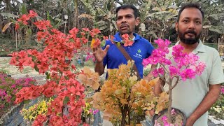 400+ Bougainvillea Varieties at ONE Nursery! 😱 Rare IDs at Go Green Nursery | Best Flowers Forever