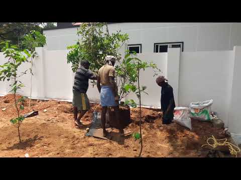 Fruit Garden Setting Plantation Services Plant Nursery In Malappuram Kerala India