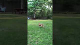 Video preview image #1 Retriever -Unknown Mix Puppy For Sale in Woodbury, NY, USA