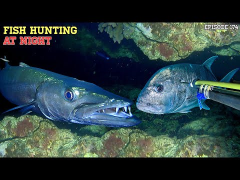 EPS 174 NIGHT SPEARFISHING | FISH HUNTING AT NIGHT