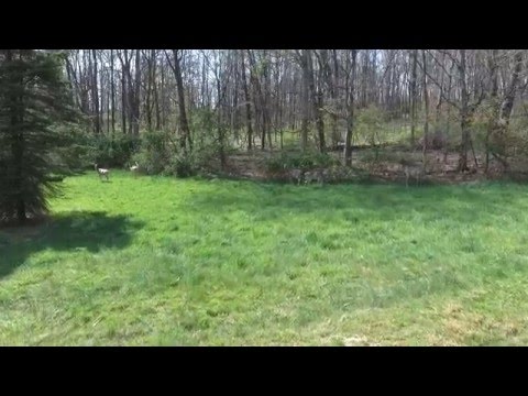 Phantom 4 approaching deer in the back yard