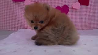 ポメラニアンの動画01