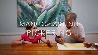 Tasting Florida Mangos - Pickering Mango from our Backyard