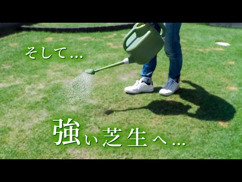 芝生から雑草を取り除く方法