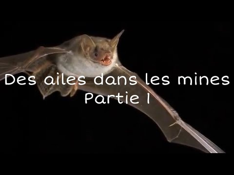 pourquoi la chauve souris hiberne