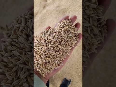 Barley Grain Seed