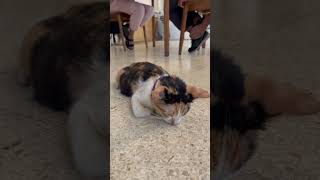 香箱座りのまま突っ伏して寝るジャカルタの子猫 #cat #kitten #kucing #jakarta #indonesia #zzz #猫 #三毛猫 #ジャカルタ