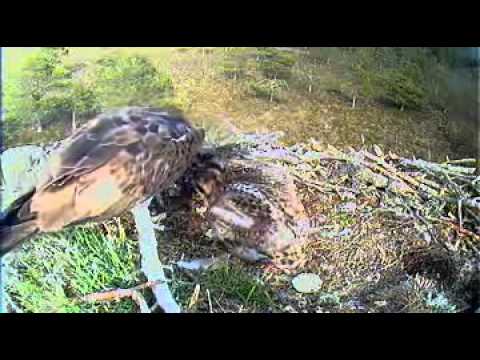 Loch Garten Skotland kalaa 2011 06 12 20h07m20s Abernethy