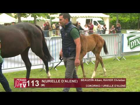 Sprinter Sacré Show 2019 : Lot 113 - N 19 URIELLE D'ALENE