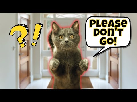 8 Signs of Separation Anxiety in Cats (& How to Help Them)