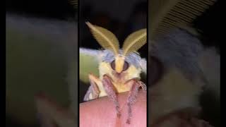 The cutest moth you will ever see!😂 #moths #cute #meme #viralshorts #feed #feedshorts #butterflies
