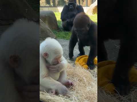 The shy little white gorilla covered his face… then his brother came in for a hug! 🤍🦍