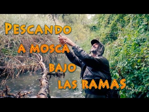 Pesca a Mosca Bajo las Ramas | Técnicas de Pesca  de Truchas a Mosca Seca en Ríos y Arroyos