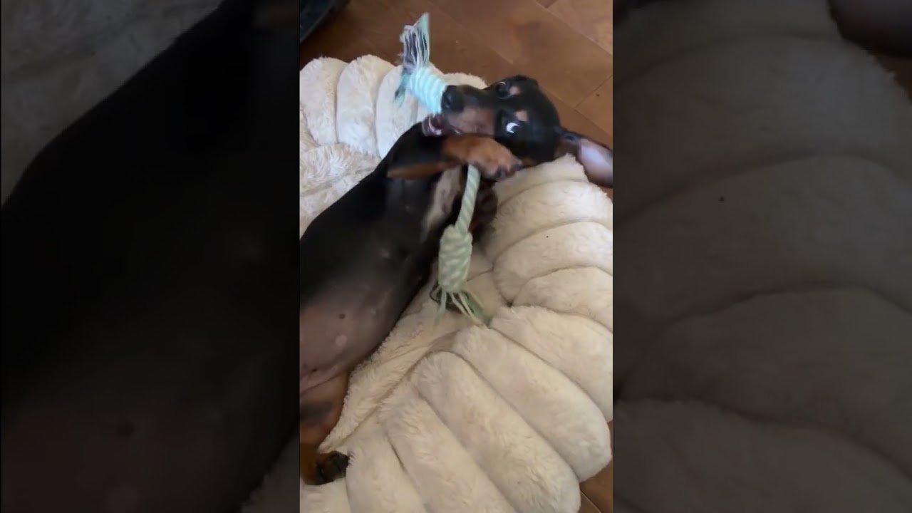 Enlarge Maria and Mabel, an adopted Dachshund in Renton, WA video 6/6