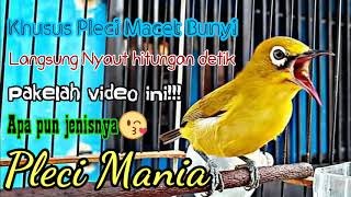 Download lagu Apa pun jenisnya khusus buat Pleci Males Bunyi LANGSUNG NYAUT HITUNGAN DETIK pake Masteran Pleci ini mp3