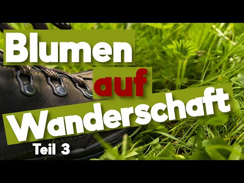 Gartengestaltung mal anders. Pflanzen die Wandern (Teil 3)
