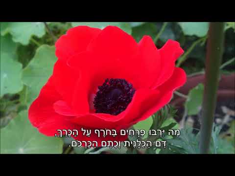 שיר עד - כנרת (שם הרי גולן) - מילים: רחל | לחן: נחום היימן | ביצוע: הגבעטרון וחמישיית גלבוע, 1965