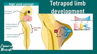 Tetrapod limb development | Molecules and signaling pathways regulating Limb development| Embryology