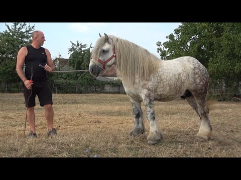 Caii lui Luci Laptaru de la Sabolciu, Bihor - 2021 Nou!!!