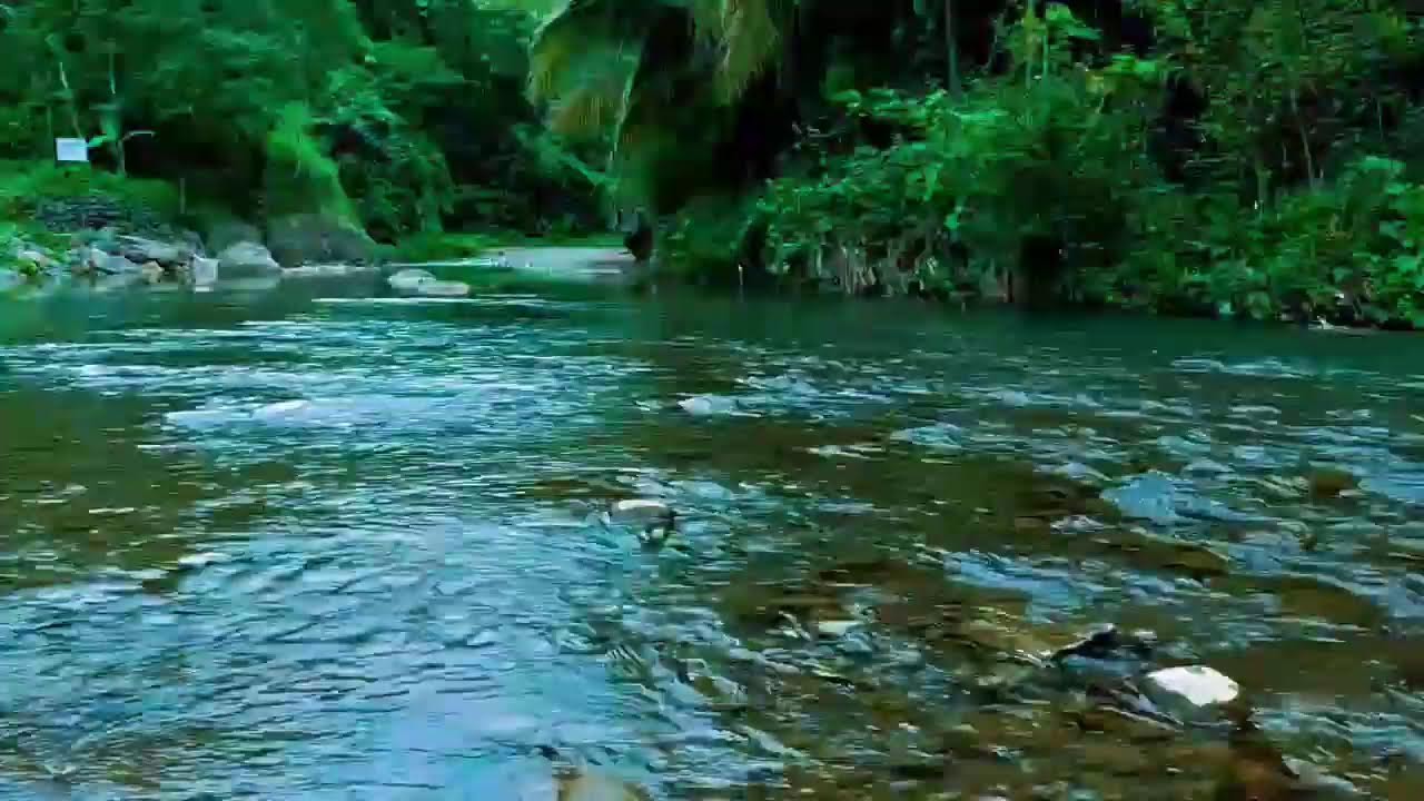 Soothing River Flow & Birds Singing | Ultimate Nature ASMR for Sleep & Mediation