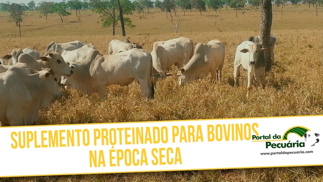 Suplemento Proteinado para bovinos na época seca