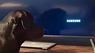 UNUSUAL MEMES COMPILATION V358